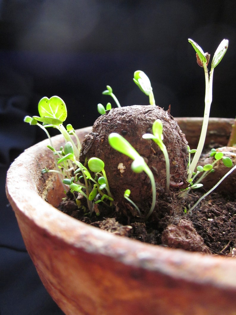 Seedballs Blaues Wunder 6er, Seedbombs mit blaublühenden Blumensamen, Geschenk für Gartenfreunde, Bild 2