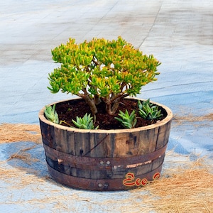 home depot money tree Nearly Natural 5 ft. Real Touch Artificial Money Tree in White Oval Planter