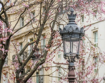 Paris flower photo, spring photography, cherry blossoms, fine art Paris photography, blossoms in Paris, wall decor