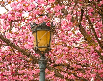 Paris flower photo, spring photography, cherry blossoms, Notre Dame Cathedral, fine art Paris photography, blossoms in Paris, wall decor