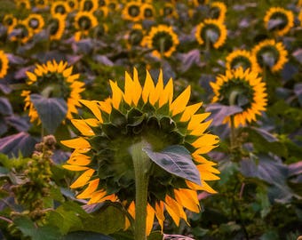 Kansas sunflower photo, fine art flower photography, wall decor, Grinter Farms sunflowers, Kansas