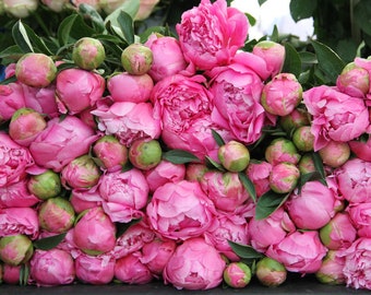 Parisblomfoto, konstfotografi i Paris, alla hjärtans dag-fotografi, väggdekor, pionbuketter