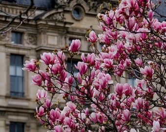 Spring in Paris at the Louvre, pink magnolias by Falling Off Bicycles, Julia Willard fine art Paris photography