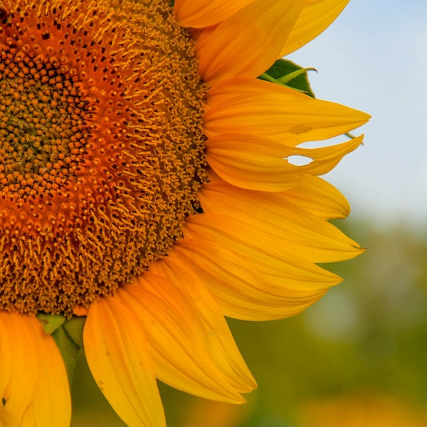 Kansas sunflower photo, fine art flower photography, wall decor, Grinter Farms sunflowers, Kansas