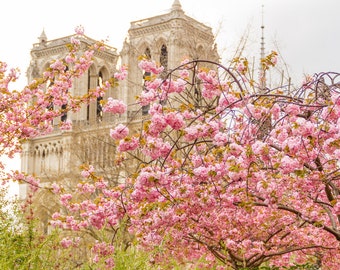 Paris flower photo, spring photography, cherry blossoms, Notre Dame Cathedral, fine art Paris photography, blossoms in Paris, wall decor