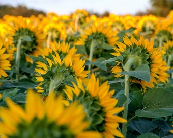 Kansas sunflower photo, fine art flower photography, wall decor, Grinter Farms sunflowers, Kansas