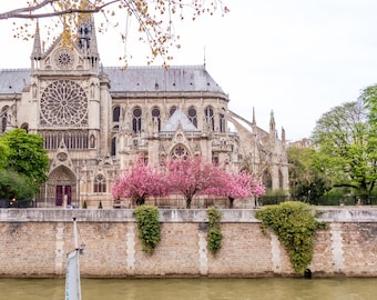 Paris flower photo, spring photography, cherry blossoms, Notre Dame Cathedral, fine art Paris photography, blossoms in Paris, wall decor