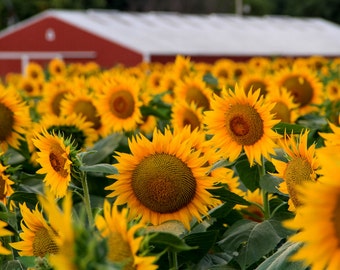 Kansas sunflower photo, fine art flower photography, wall decor, Grinter Farms sunflowers, Kansas