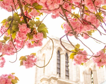 Paris flower photo, spring photography, cherry blossoms, Notre Dame Cathedral, fine art Paris photography, blossoms in Paris, wall decor