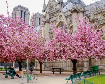 Op de afbeelding: Roze bloeiende kersenbomen voor de Notre Dame kathedraal in Parijs.