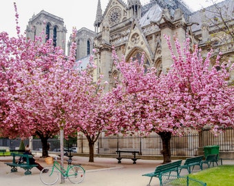 Paris flower photo, spring photography, cherry blossoms, Notre Dame Cathedral, fine art Paris photography, blossoms in Paris, wall decor