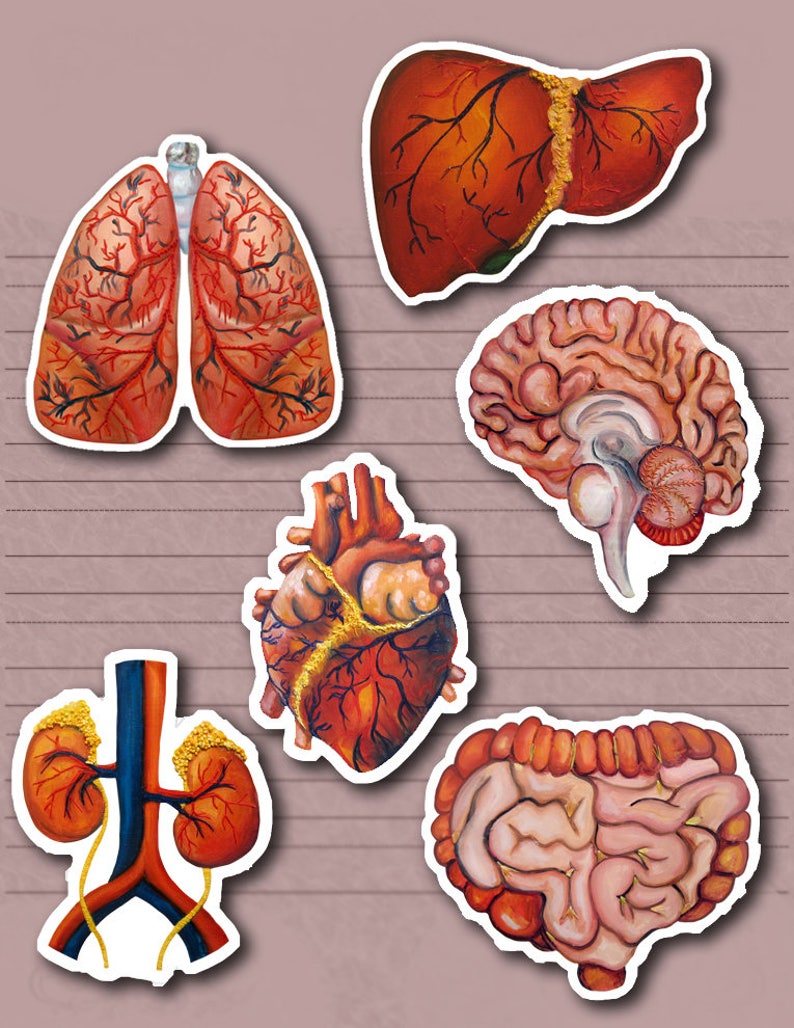 Organ Stickers | Etsy