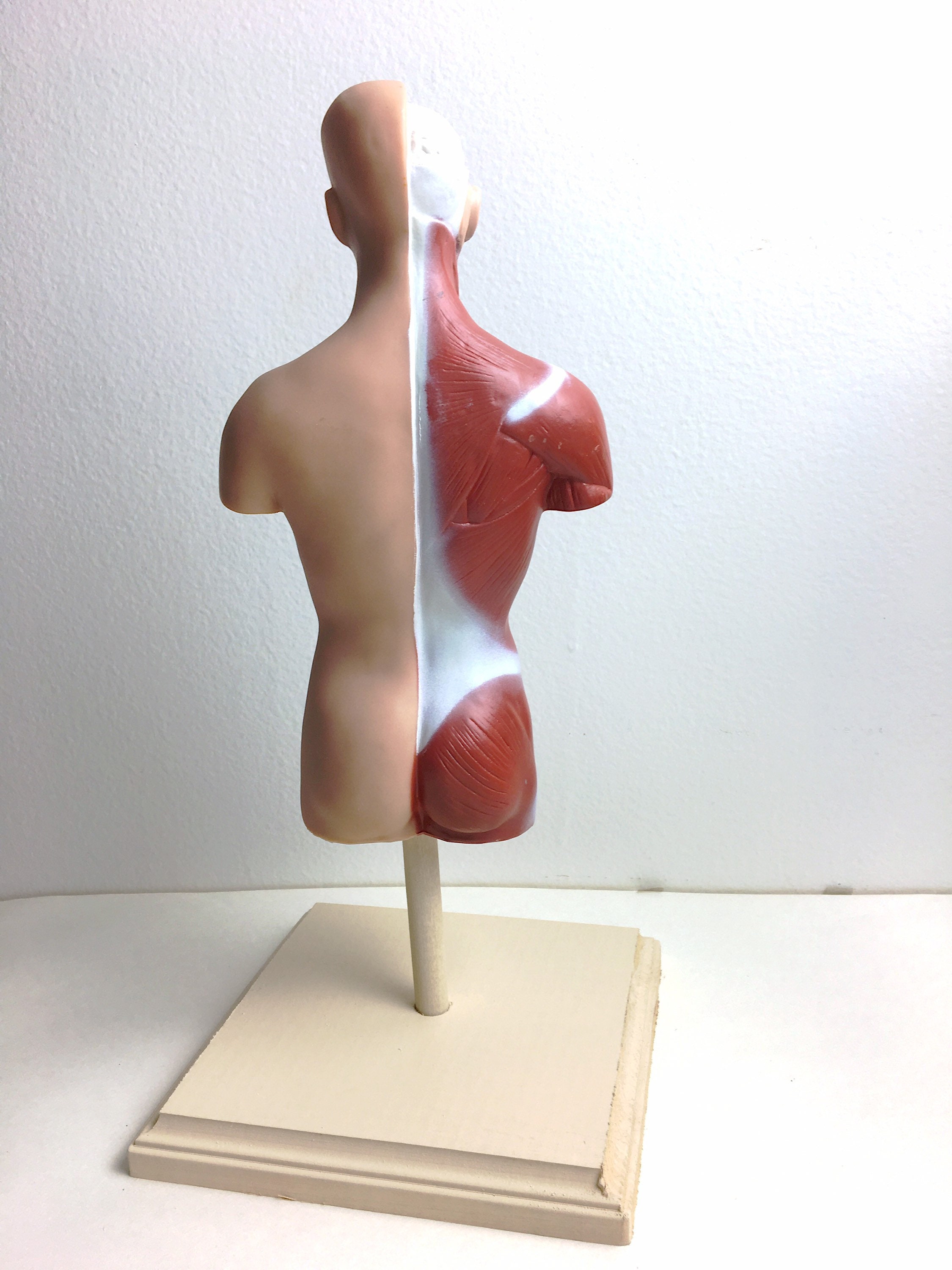 Vintage Anatomical Man, Hard Rubber Scientific Model, Rare