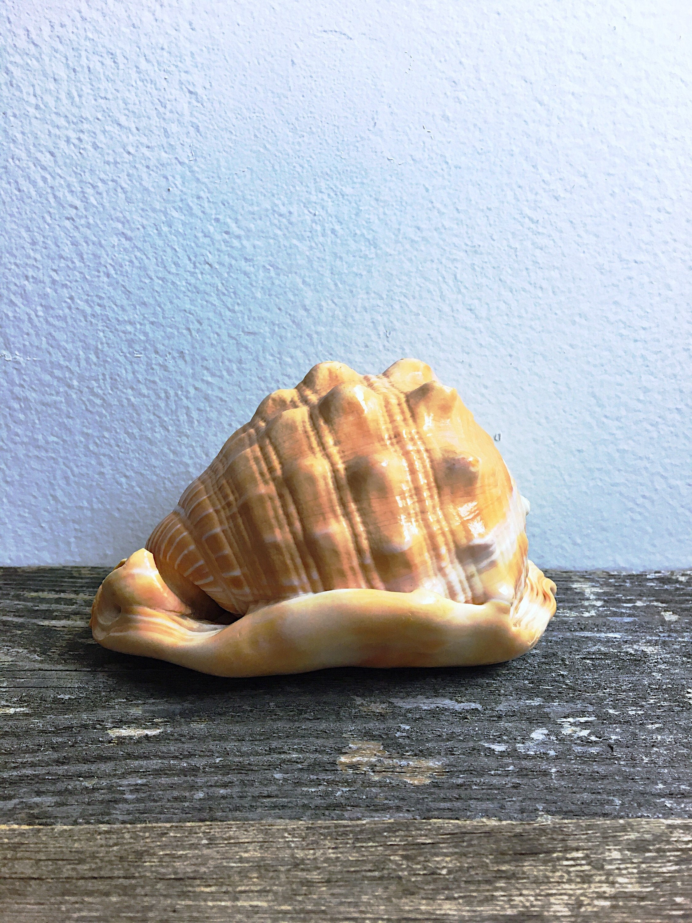 Vintage Helmet Bull Mouth Conch Shell Scientific Display - Etsy UK