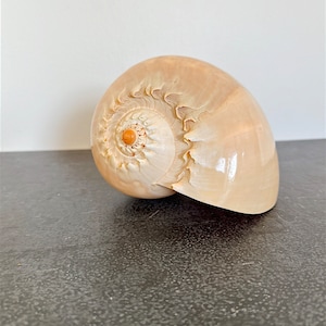 Vintage Giant Crowned Baler Melon Shell, Natural Seashell Specimen, Cabinet of Curiosities