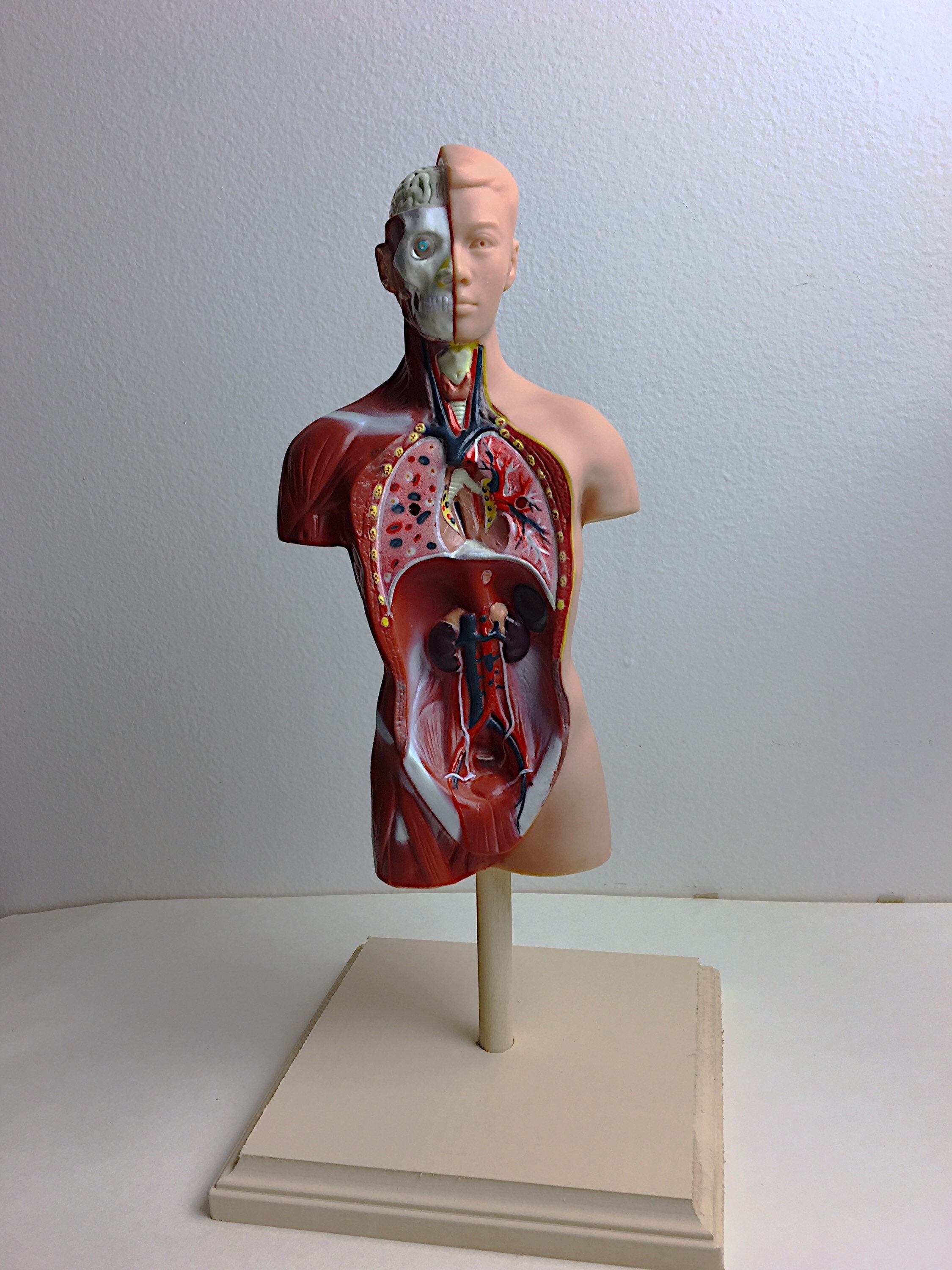 Human Torso Model | Life-Size Torso Model | Anatomical