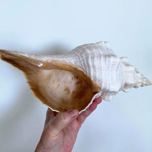 Vintage Horse Conch Seashell, large old shell 13 inches long, Ocean Seashell, Cabinet of Curiosities