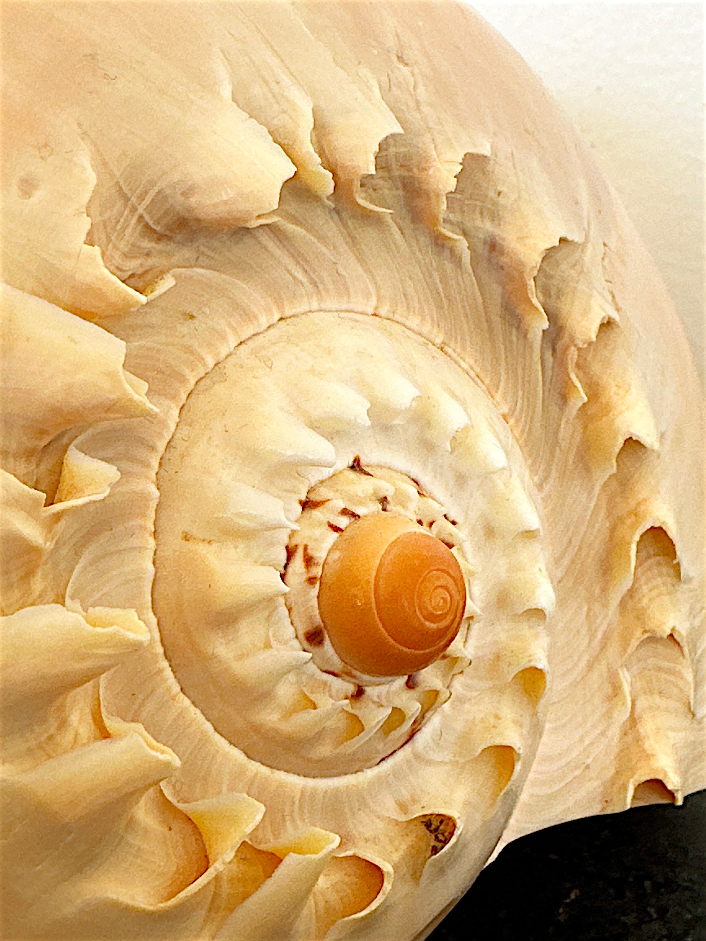 Vintage Giant Crowned Baler Melon Shell, Natural Seashell Specimen ...