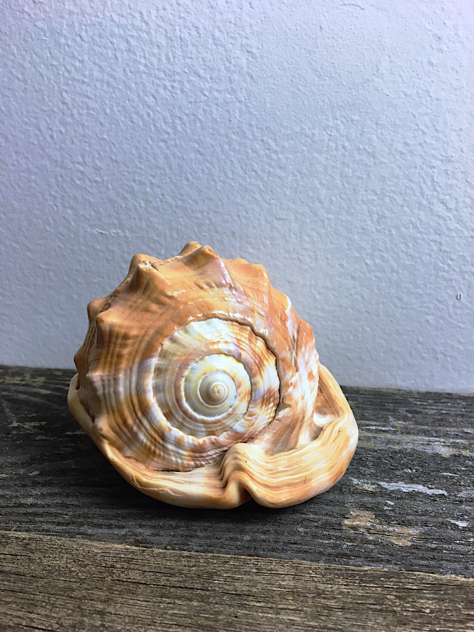 Vintage Helmet Bull Mouth Conch Shell Scientific Display - Etsy