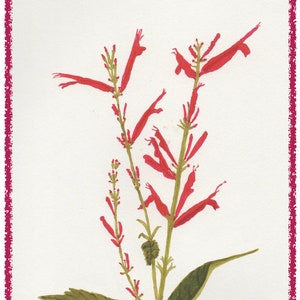 May include: A watercolor painting of a pineapple sage plant with red flowers and green leaves. The plant is depicted against a white background with a pink border. The text "Pineapple Sage" is written in purple at the bottom of the image.