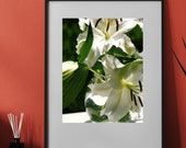White Lilies, Glass Vase, Flower Art, Fragrance, Classic, Back & White,