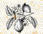 Antique Fruit Image, Honeycomb Wall ArtToile Wall Art, Antique Fruit Design, Vintage Flowers, Honeycomb Decor, Square Wall Art,