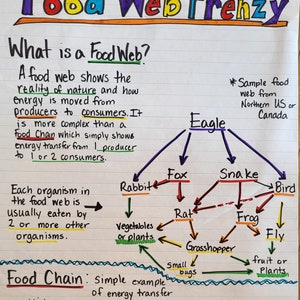 Food Web Frenzy-ankergrafiek