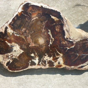 large slice of petrified wood