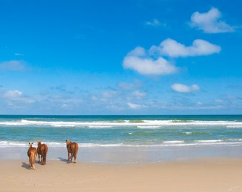 Wild ocean horses photo, blue and brown, fine photography prints, Shores of Currituck