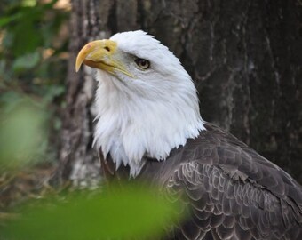 Bald Eagle Photo, White, Brown, and green, fine photography prints, A Noble Curiosity