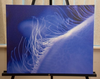 Christmas Special - Moon jellyfish photo, Blue and white, 16 x 20 Canvas photography print, Jellegance