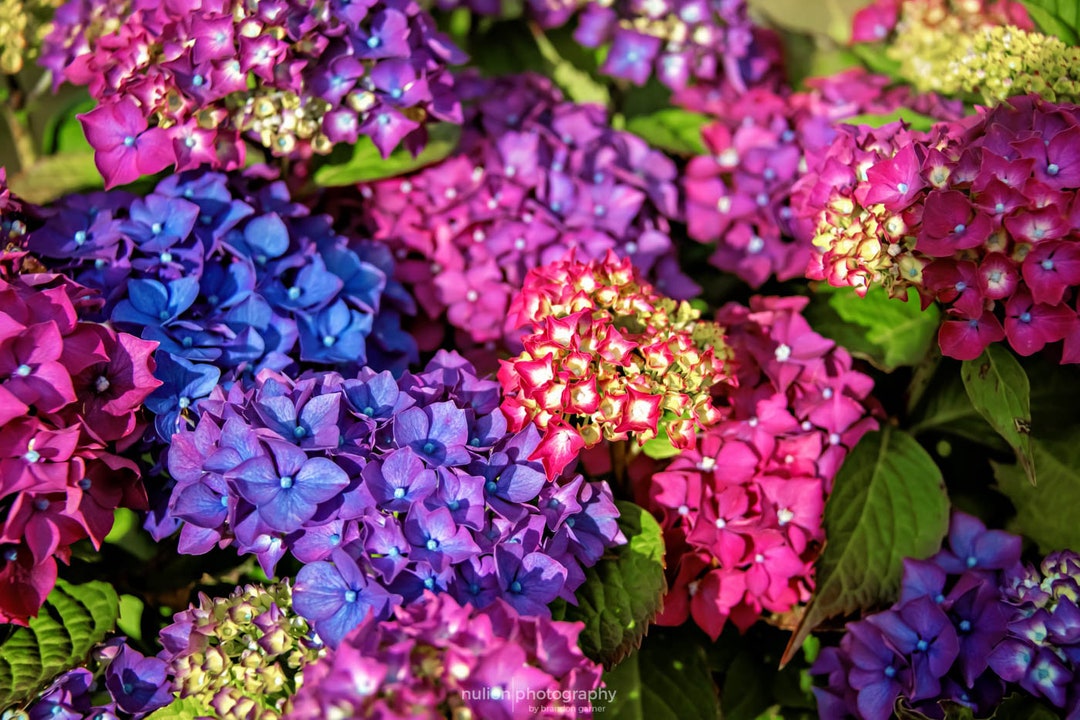 Hydrangeas Color Multicolor Hydrangeas, Color Photograph, Blue and Green, Purple and ...