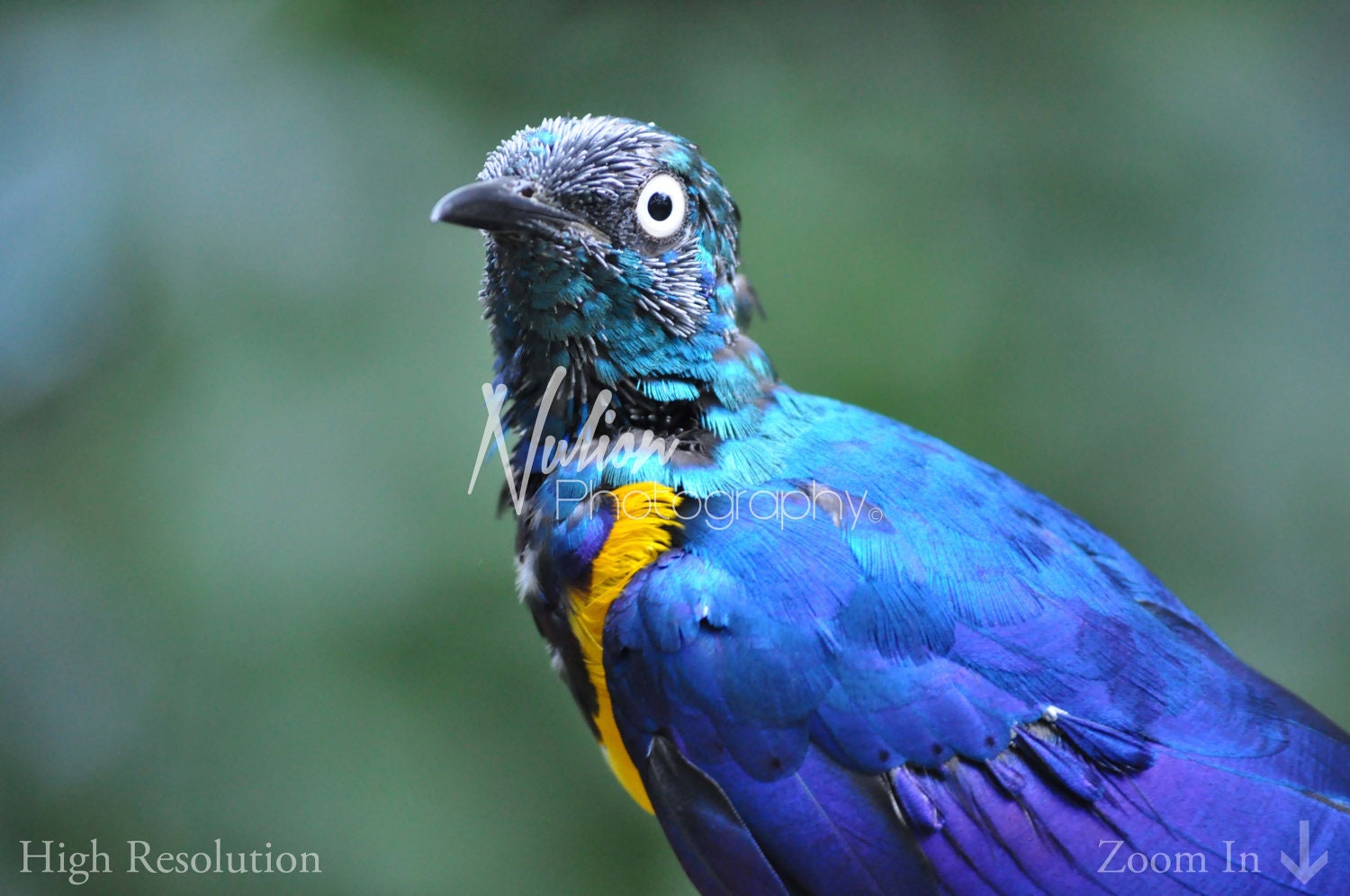 Blue Bird Photo Blue and Gold Fine Photography Prints Azure Etsy Norway
