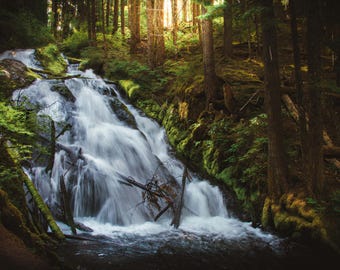 May include: A cascading waterfall flows over dark, moss-covered rocks within a dense forest. The white, rushing water is surrounded by tall, dark tree trunks, fallen branches, and vibrant green foliage under soft, filtered sunlight.