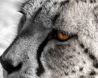 Cheetah Photo, Black, white, gold, amber, fine photography prints, Jubatus