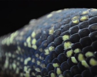 Snake Scales Photo, Macro photograph, Black and yellow, fine photography prints, Scales