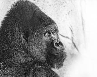Black and White Gorilla Photo, black and white, fine photography prints, Gentle Giant