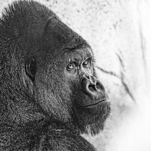 Black and White Gorilla Photo, black and white, fine photography prints, Gentle Giant