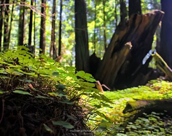 Redwood Forest Floor Photograph, green and blue, fine photography wall art prints, The Forest Floor