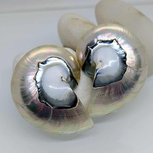 Könnte beinhalten: Zwei schillernde Nautilus-Muschelhälften mit einer glatten, perlmuttartigen Außenseite in subtilen Regenbogenfarben und einem reinweißen, spiralförmigen Innenkern. Die Muscheln weisen eine polierte, reflektierende Oberfläche mit natürlichen Kurven auf.