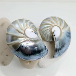 May include: Two nautilus shell halves featuring a pearlescent, iridescent finish with swirling patterns of deep blue, grey, and white. The shells exhibit a smooth, polished texture with a spiral structure and a distinct white center point.