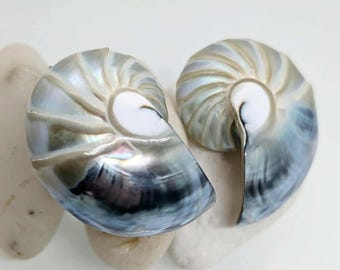 Handmade Nautilus Shell Earrings, Natural Ocean Jewelry, Silver Beach Accssesuaries, Unique Shell Studs, Bride Gift