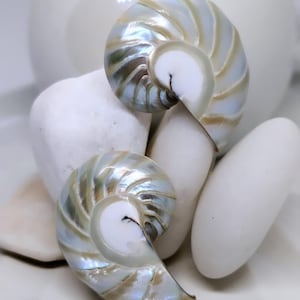 Handmade Nautilus Shell Earrings, Natural Ocean Jewelry, Silver Beach Jewelry, Beach Earrings, Unique Shell Studs, Beach Bride Earrings Gift