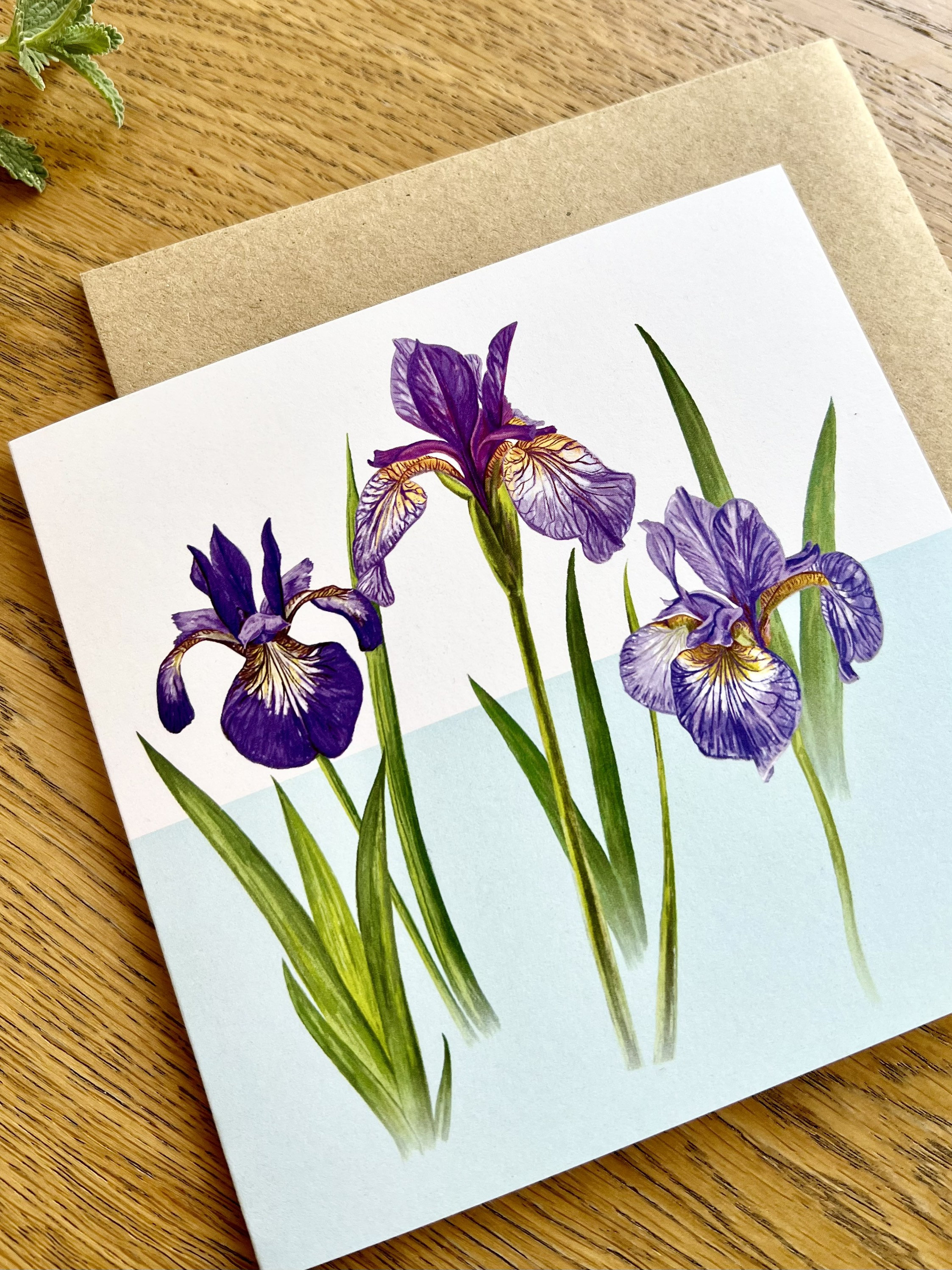 Iris Flower Greetings Card Greetings Card Illustrated Greetings Card ...