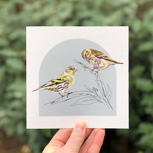 Siskin Greetings Card | Greetings Card | Illustrated Greetings Card | Blank Greetings Card | Bird Card