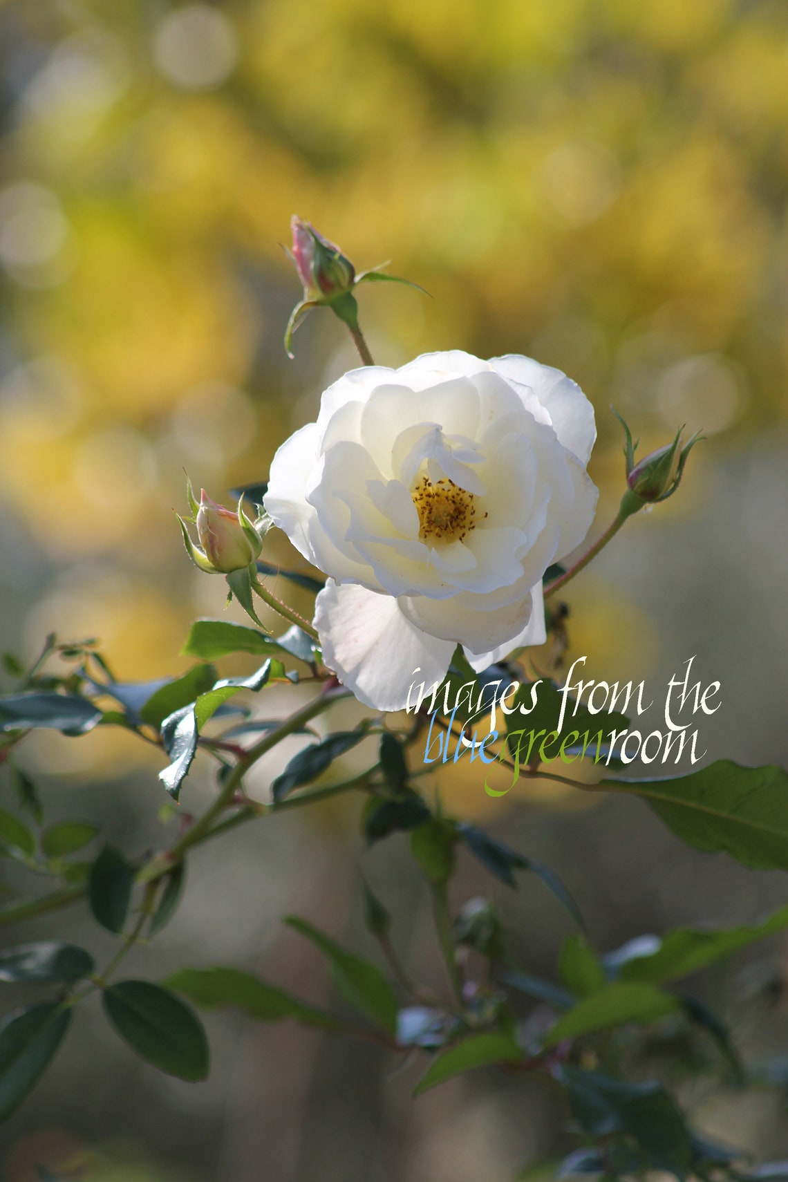 White Tea Rose Photograph Digital Image Instant Download Etsy