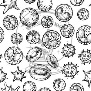 Op de afbeelding: Zwart-witte illustratie van verschillende soorten bloedcellen, waaronder rode bloedcellen, witte bloedcellen en bloedplaatjes. De illustratie is in vintage stijl en bevat een microscoop.