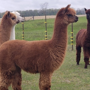 May include: Three alpacas stand in a grassy field. The alpaca in the foreground is a rich brown color, with a fluffy coat. Another alpaca is light brown and white, and the third is a darker brown. The background includes a fence and trees.