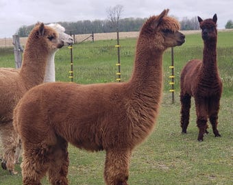 Raw Alpaca Fiber for Bird Nesting Material, multi-color.