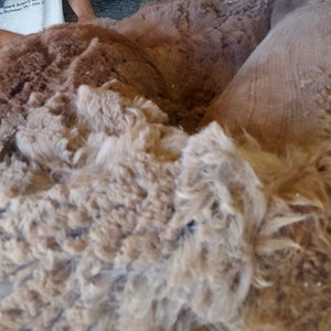May include: A close-up view of raw, unspun animal fiber in shades of light brown, tan, and beige. The texture is thick, curly, and dense, showing the natural crimp and soft appearance of the fleece as it is being handled or processed.